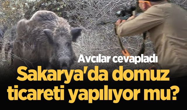 Sakarya'da domuz ticareti yapılıyor mu? Avcılar cevapladı