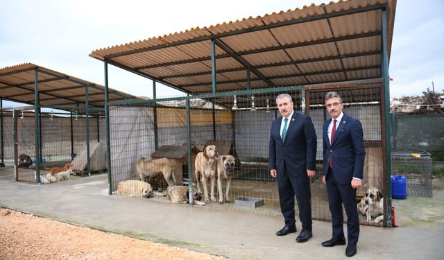 Erenler Belediyesi sokak hayvanları geçici barınma merkezi açıldı