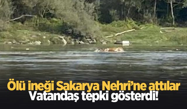 Ölü ineği Sakarya Nehri'ne attılar