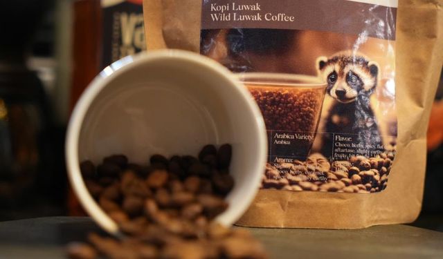 Dünyanın en pahalı kahvesi 'Kopi Luwak' Sakarya'da satışa sunuldu