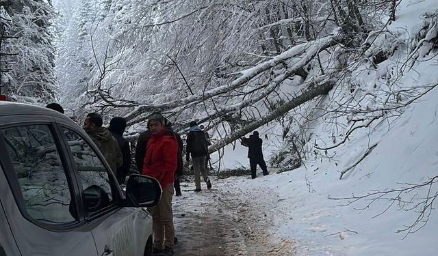 Kar ve tipiye dayanmayan ağaçlar devrildi