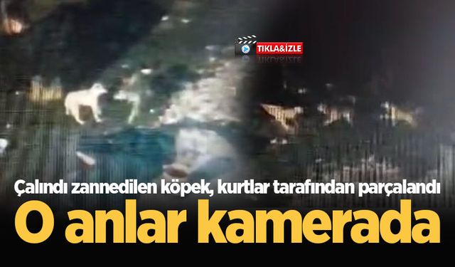 Çalındı zannedilen köpek, kurtlar tarafından parçalandı: O anlar kamerada