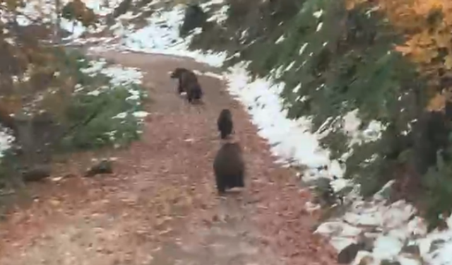 Boz ayı ve 3 yavrusu kameralara takıldı