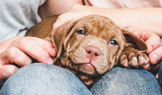 Köpeklerde raşitizm hastalığı