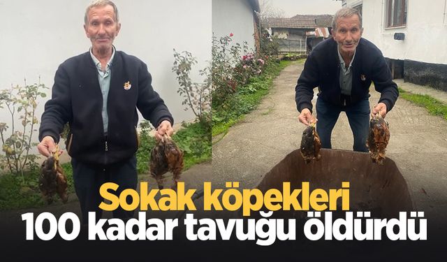 Sokak köpekleri tavuklarını öldürdü; isyan etti