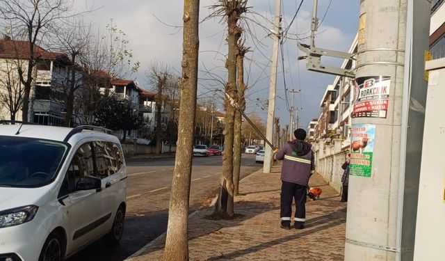 Hendek'te dal budama ve temizlik çalışmaları devam ediyor