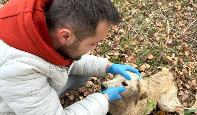 Sakarya Nehrine düşen köpek tekne yardımı ile kurtarıldı