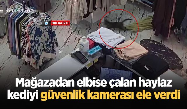 Mağazadan elbise çalan haylaz kediyi güvenlik kamerası ele verdi