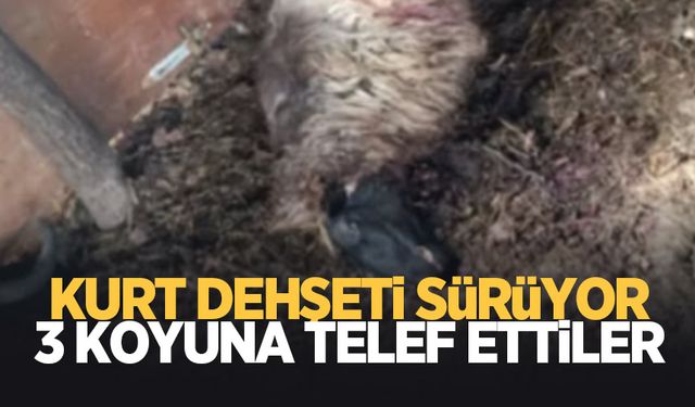 Mahalleye inen kurtlar koyunları telef etti