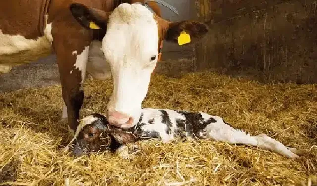 Ahır işletmelerinde buzağı doğumları başladı