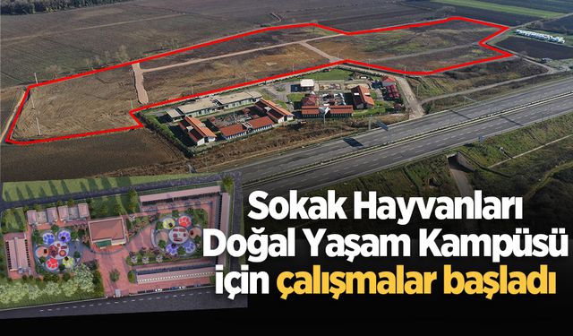 Sokak Hayvanları Doğal Yaşam Kampüsü için çalışmalar başladı