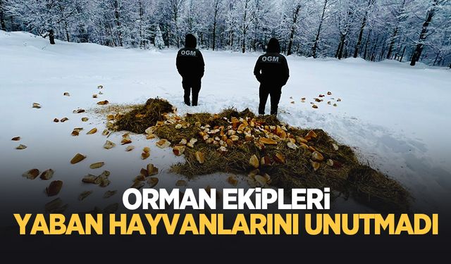 Yaban hayvanları için yiyecek bırakıldı