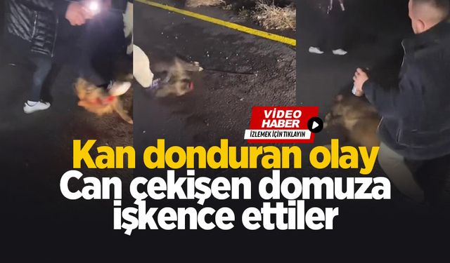 Can çekişen domuza eziyet ettiler