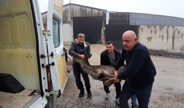 Köpeklerin saldırısına uğrayan karaca, kurtarıldı