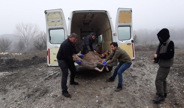 Yaralı karaca tedavisinin ardından doğaya bırakıldı