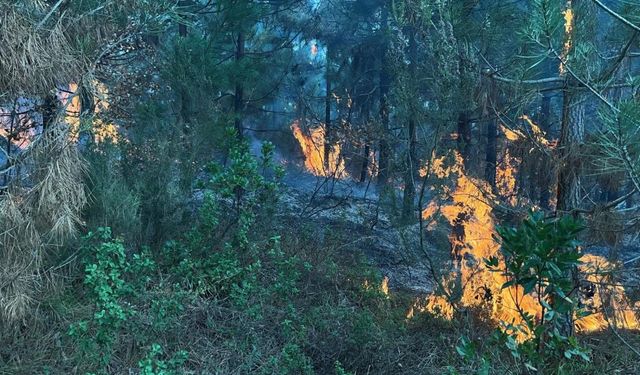 Kocaeli'de ormanlık alanda yangın çıktı