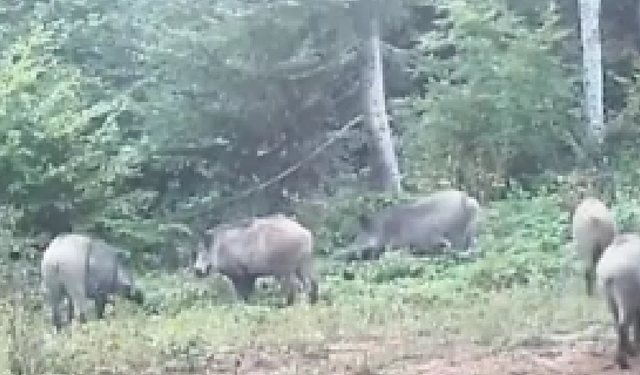 Ormandaki domuzların kuyrukları görenleri gülümsetti