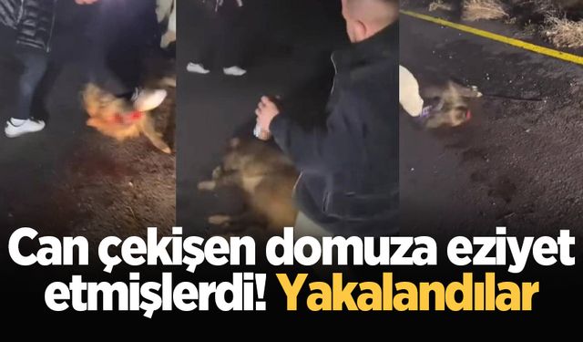 Can çekişen domuza eziyet etmişlerdi! Yakalandılar