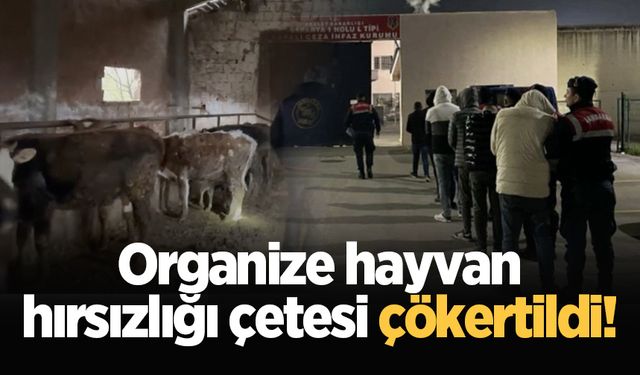 Organize hayvan hırsızlığı çetesi çökertildi!