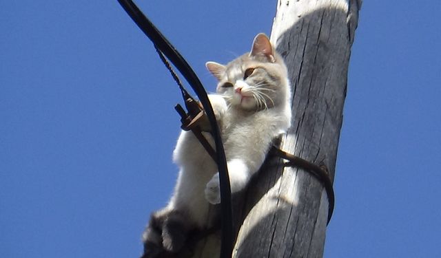 İki gündür aç susuz direkte mahsur kalan kedi kurtarıldı