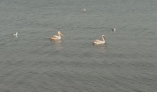 Pelikanlar İznik Gölü'nü süsledi