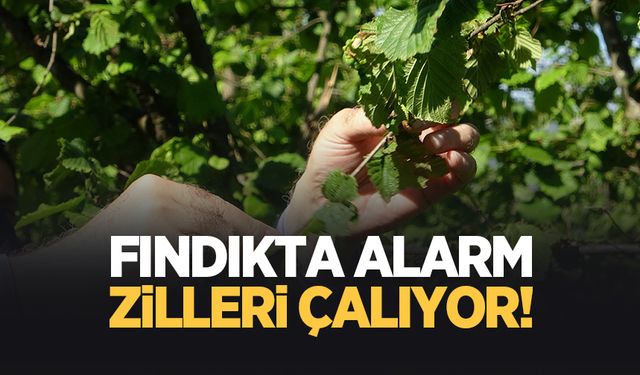 TZOB Başkanı Bayraktar; Fındıkta rekolte beklentinin çok altında olacak