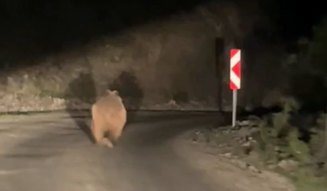 Otomobil gören ayı korkup böyle kaçtı