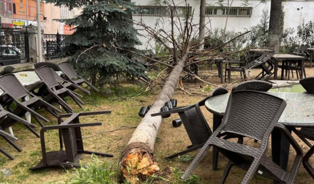 Çay bahçesinde bulunan büyük ağaç yıkıldı