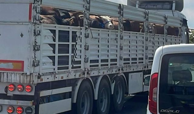 Akyazı İlçe Tarım Müdürlüğü ekipleri yol kontrollerine başladı