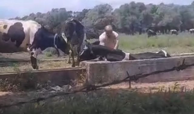 İnek oluğa sıkıştı, köylüler seferber oldu