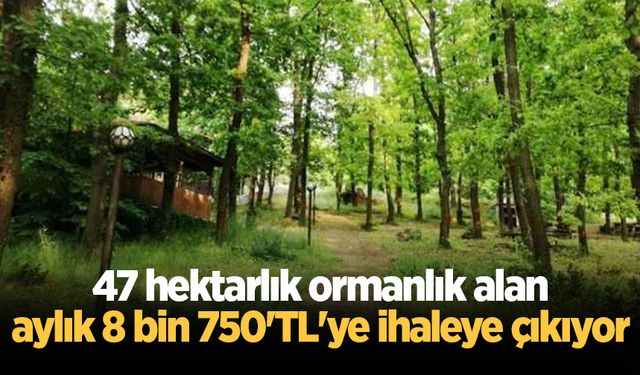 47 hektarlık ormanlık alan aylık 8 bin 750'TL'ye ihaleye çıkıyor
