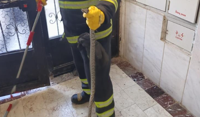 Apartmana giren yılan itfaiye ekiplerince yakalandı