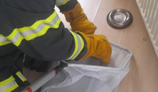 Eve giren yarasa yakalanarak dışarıya bırakıldı
