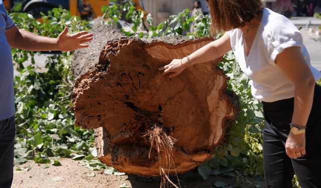 Bir kişi hayatını kaybetmişti: Tehlikeli ağaç kaldırıldı
