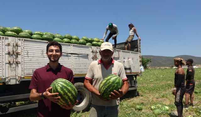 Osmaneli karpuzunun hasadı başladı