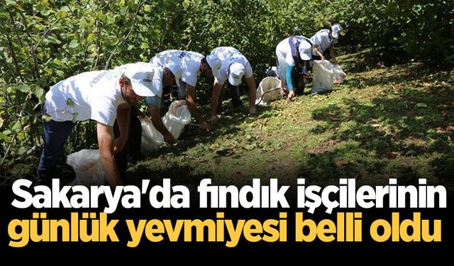 Sakarya'da fındık işçilerinin günlük yevmiyesi belli oldu