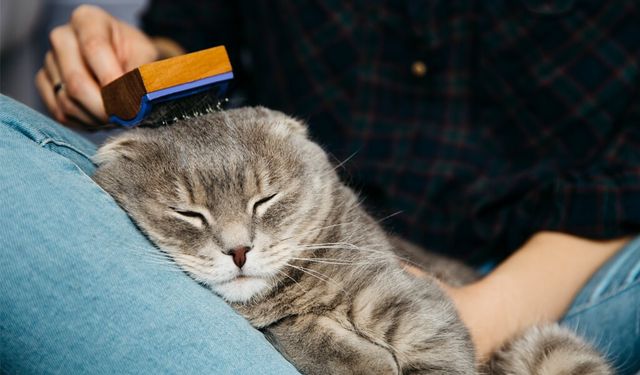 Kedi ve köpek tüyleri hastalık yapar mı? Veteriner hekim Yıldız yanıtladı