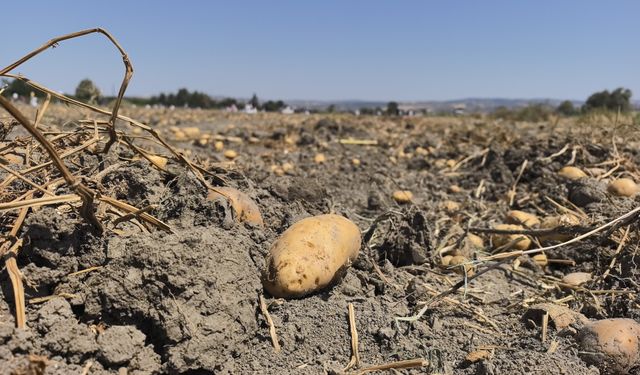 Patates tarlasındaki ürünleri ücretsiz dağıttı