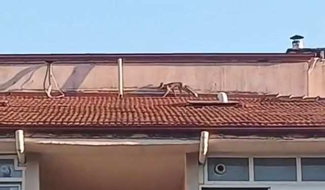 Tilki 5 kartlı apartmanın çatısına çıktı