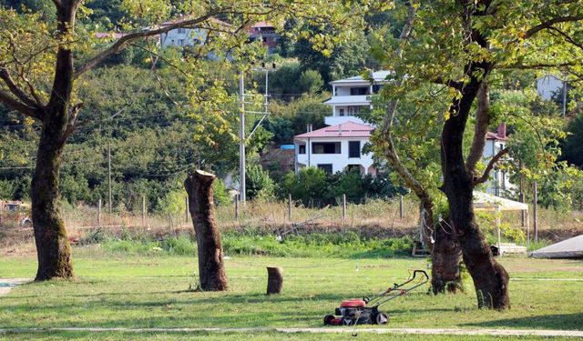 Sakarya'daki asırlık çınar ağaçları kuruyor