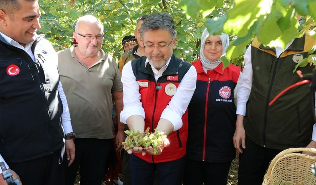 Bakan Yumaklı fındık topladı