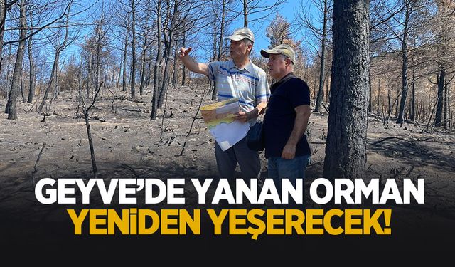 Geyve'de ormanlar yeniden yeşerecek