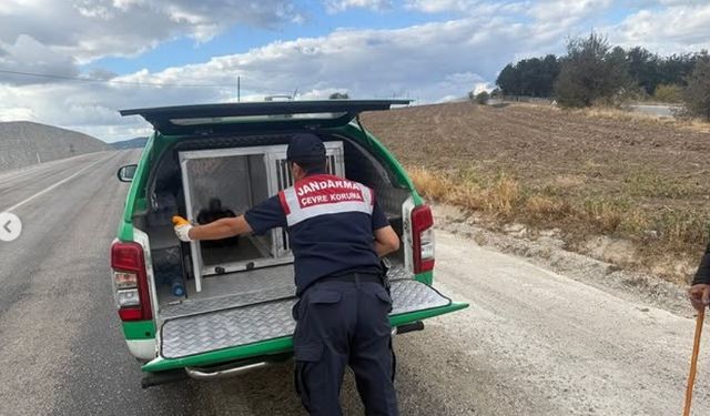 Yaralı atmacaya jandarma sahip çıktı