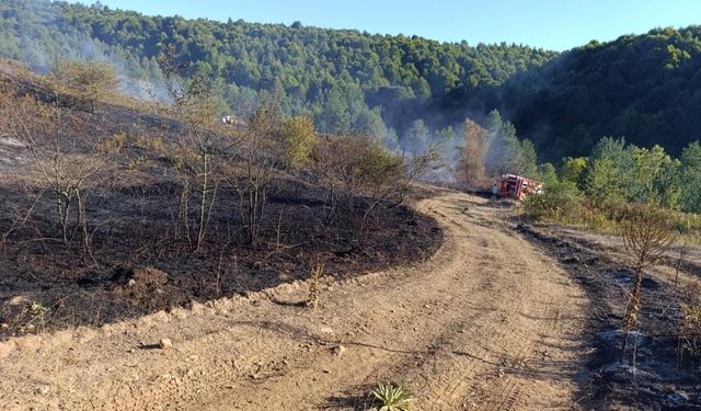 Pazaryeri Bozcaarmut'ta orman yangını