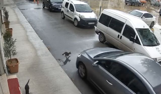 Ters yönden gelen araç kediyi ezdi