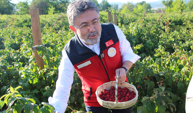 Bakan İbrahim Yumaklı ahududu topladı