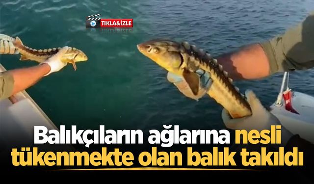 Balıkçıların ağlarına nesli tükenmekte olan balık takıldı