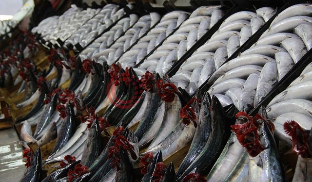 Palamutta umutlar gelecek seneye kaldı!