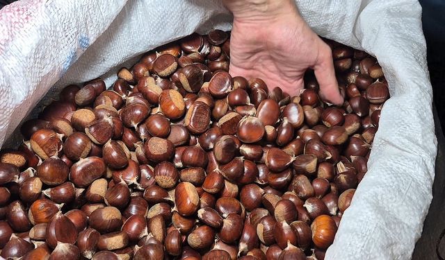 Kestane rekoltesi kuraklık sebebiyle düştü
