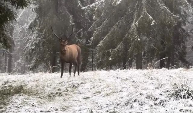 Kızılgeyiğin böğürme anları kamerada
